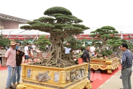 Les espaces d’exposition consacrés aux fleurs, plantes et organismes d’ornement, emblématiques du printemps et de la culture du Têt, seront renforcés à la première Foire du Printemps 2026. Photo : VNA