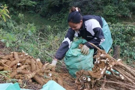 Un agriculteur récolte du manioc dans la province de Lai Chau (Photo : VNA)