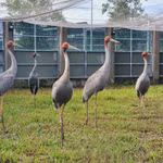 Des grues à tête rouge au Parc national de Tràm Chim, dans la province de Dông Thap. Photo diffusée par la VNA
