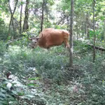 Un banteng, espèce en danger critique d'extinction, photographié dans la réserve naturelle d'Ea So. Capture d'écran