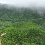 Selon les données du ministère de l’Agriculture et de l’Environnement, sur 14,9 millions d’hectares de forêts, le potentiel total est estimé à environ 70 millions de tonnes de crédits carbone ; cependant, la valeur économique tirée de cette ressource reste modeste. Photo : VNA