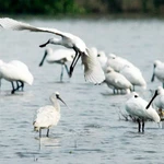 Spatules dans le parc national de Xuân Thuy. Photo : VNA