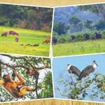 Animaux dans le Parc national de Cat Tiên.