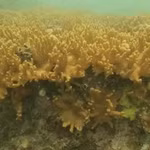La lumière naturelle du soleil illumine un récif de corail chou-fleur vibrant dans les eaux de l’aire marine protégée de Cà Mau. Photo : VNA