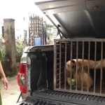 Ce gibbon à joues jaunes sera relâché dans la nature, conformément à la réglementation. Photo : gracieuseté de la police