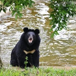 Dans le Centre de sauvetage des ours du Vietnam. Photo : VNA