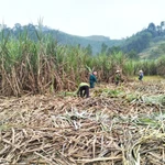 Récolte de la canne à sucre à Vu Quang. Photos: VOV