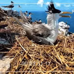 Le projet télévisé «Vietnam Wild Live» permet de suivre chaque printemps la nidification et l’éclosion des œufs, jusqu’au premier envol des fauconneaux. Photo: Vietnam Wild Live