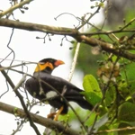 L’un des rares yểng (Gracula religiosa) capturé par un piège photographique dans la réserve naturelle de Dakrông. Photo : VNA