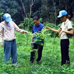 Les habitants plantent des arbres indigènes en amont des cours d'eau dans les zones montagneuses de la province de Quang Tri (Centre). Photo : VNA