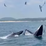 Deux grandes baleines ont été aperçues en train de chasser au large de Dak Lak, attirant l'attention des pêcheurs locaux et des touristes. Photo : Thanh Quang