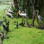 Des oiseaux aquatiquesse rassemblent sous la canopée des cajeputiers à Trà Su , une zone humide protégée qui attire de nombreuses espèces rares et migratrices. Photo vinpearl.com
