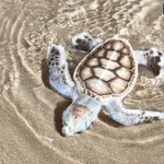 Une tortue de mer albinos. Photo : Six Senses Con Dao