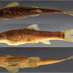 Le poisson-ventouse Supradiscus varidiscus est l'une des deux nouvelles espèces recensées au Vietnam par le Muséum américain d'histoire naturelle, qui en a identifié plus de 70. Photo : bioone.org