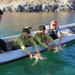 Des gardes forestiers du parc national de Côn Dao relâchent deux tortues rares dans la baie de Dâm Tre. Photo: CTV