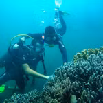 Plongée sous-marine pour observer les récifs coralliens. Photo : Comité de gestion de la réserve naturelle de Cu Lao Chàm