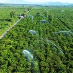 Arrosage du café à l'aide du système d'irrigation économes en eau dans un champ dans la commune de Dak Mar, district de Dak Ha, province de Kon Tum. Photo : NDEL