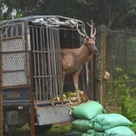 Un cerf sambar parmi les 12 individus qui ont été transportés au parc national de Cuc Phuong, dans le Nord, pour y être soignés et réhabilités. Photo: VNA