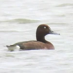 Le Fuligule nyroca (Aythya nyroca), un petit canard plongeur, dans l'écosystème de zones humides intérieures de la lagune de Hac Hai. Photo : Parc national de Phong Nha - Ke Bang 
