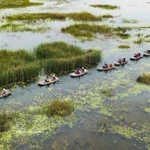 La Réserve naturelle submergée de Vân Long, à Ninh Binh, est non seulement un site touristique attractif, mais aussi une destination prisée des biologistes en raison de sa riche biodiversité. Photo: VNA