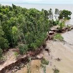 Le delta du Mékong renforce les moyens contre l’érosion riveraine et côtière