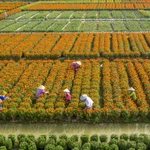 Le Sud du Vietnam abrite de nombreux villages horticoles et jardins spécialisés dans les plantes ornementales, dont l’histoire remonte à plusieurs décennies. Parmi eux, le village de Sa Dec, dans la province de Dông Thap, qui est considéré comme la plus vaste région de culture florale dédiée au Têt dans le delta du Mékong. Fort d’un passé centenaire, Sa Dec voit, en fin d’année, ses jardins s’animer afin d’ajuster les cycles de floraison et d’assurer un approvisionnement conforme aux besoins du marché du Têt. Photos: VNP