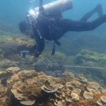 Un plongeur inspecte un récif corallien à l’aide de ReefCloud au large des îles Chàm dans le cadre d'un programme de surveillance des récifs. Photo : Réserve naturelle de Cù Lao Chàm