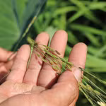 Contrairement aux variétés cultivées, le riz sauvage possède un génome plus stable car il n'a pas été affecté par le processus de domestication. Photo: VNA
