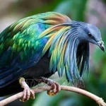 Un pigeon de Nicobar à Côn Dao. Photo: VNA