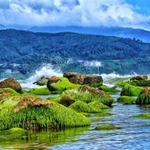 Les algues sur les rochers de la plage Nam Ô de Dà Nang. Photo : Bui Thanh Lang