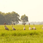Des grues à tête rouge rares font leur retour à sous-zone A5 du parc national de Tràm Chim après de nombreuses années d'absence. Photo : nongnghiepmoitruong.vn