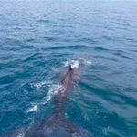 Des baleines géantes ont été aperçues près des côtes de Mui Ne et Liên Huong, dans la province de Lâm Dông. Photo : Nguyen Minh
