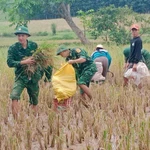 Le poste de garde-frontière de Thanh apporte son aide aux populations pour la récolte du riz pendant les inondations. Photo: VNA