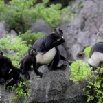 Une famille de langurs de Delacour dans le complexe paysager de Tràng An, dans la province de Ninh Binh. Photo : Comité de gestion du complexe paysager de Tràng An