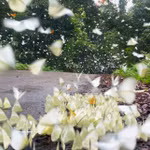Papillons au Parc national de Cuc Phuong. Photo : VNA
