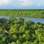 Forêt de mangrove de Cân Gio, à Hô Chi Minh-Ville. Le Vietnam a achevé les préparatifs pour le lancement de sa première bourse nationale de carbone le 29 juin. Photo : TICO
