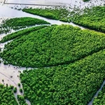 Vue aérienne du forêt de mangrove dans le district de Ngoc Hien, province de Cà Mau. Photo : VnExpress