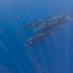 Un banc de baleines a été aperçu près de l'île de Phu Quy. Image extraite d'un clip vidéo