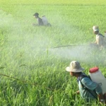 Le contrôle de l'utilisation des produits phytosanitaires contribue à garantir la santé des personnes et des animaux ainsi que la protection de l'environnement. Photo: chinhphu.vn
