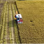 Des agriculteurs récoltent du riz dans une rizière de haute qualité et à faibles émissions de la province méridionale de An Giang. Photo: VNA
