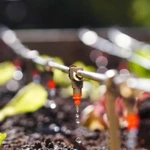 L'irrigation de précision permet de contrôler efficacement la salinité de la zone racinaire, créant ainsi des conditions favorables à une croissance stable des plantes. Photo : Journal "Agriculture et Environnement"