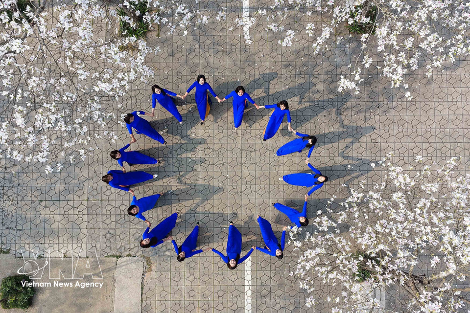 À l'occasion de la floraison des fleurs de bauhinie, les jeunes se rendent fréquemment sur place pour admirer le spectacle et immortaliser ce moment. Photo : Quang Quyet – VNA.