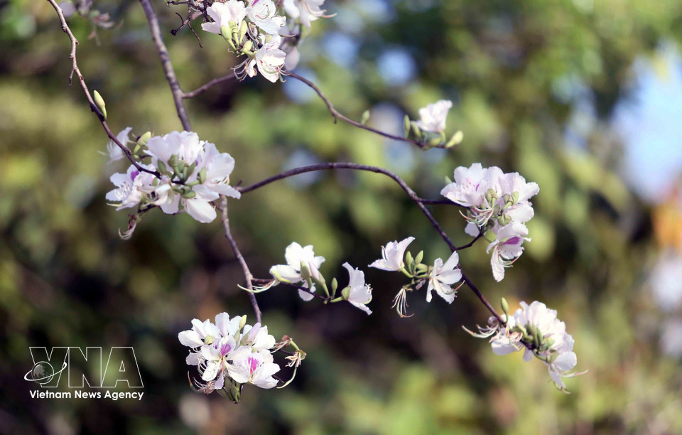 À la saison des fleurs de bauhinie, de nombreux habitants et touristes viennent admirer le paysage et prendre des photos souvenirs. Photo : Quang Quyet – VNA.