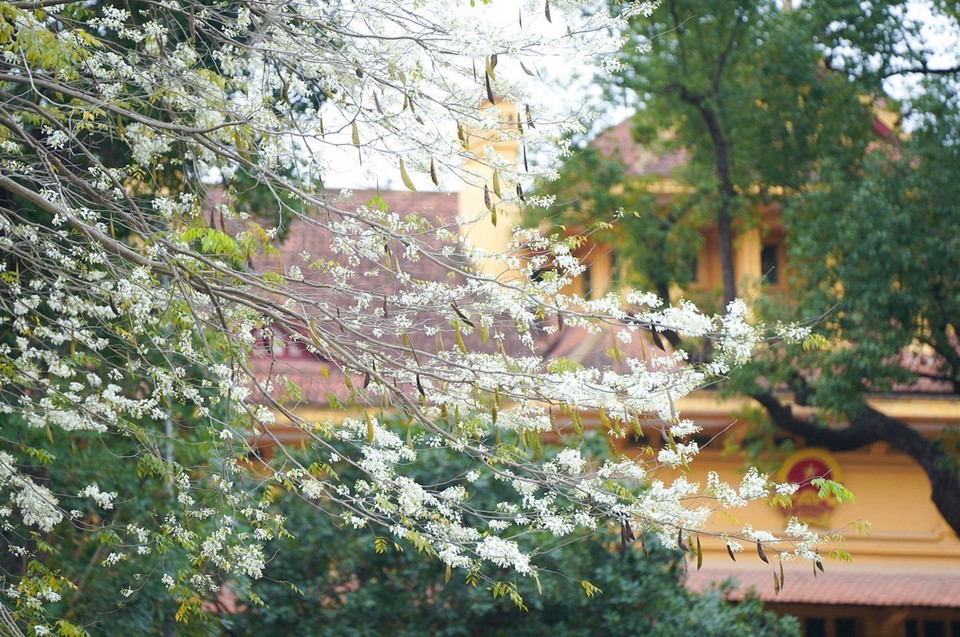 Des fleurs "sua" blanches qui fleurissent en grappes dans de nombreuses rues de Hanoï. Photo : VNA