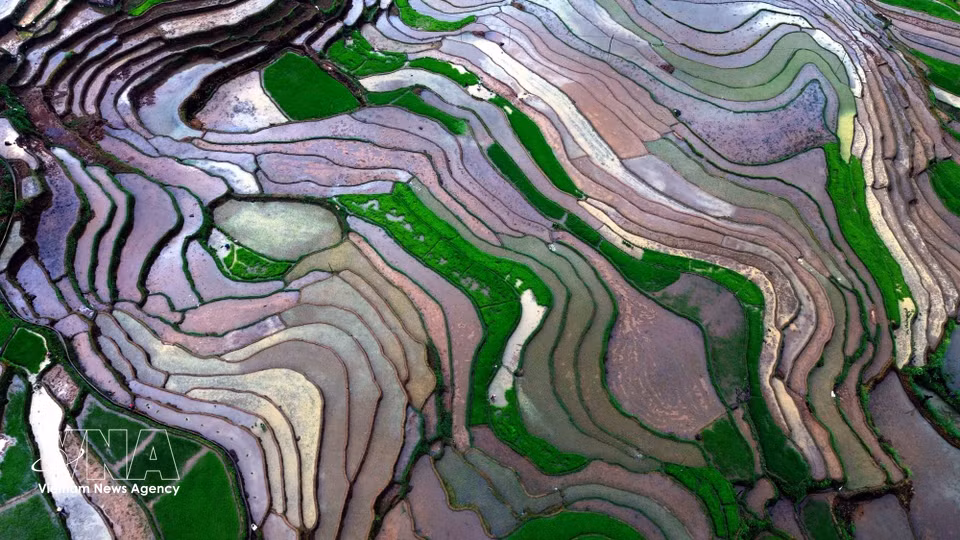 Les courbes sinueuses des rizières, épousant les flancs des montagnes, composent une véritable peinture à l’encre de Chine au cœur de la forêt profonde. Photo : VNA