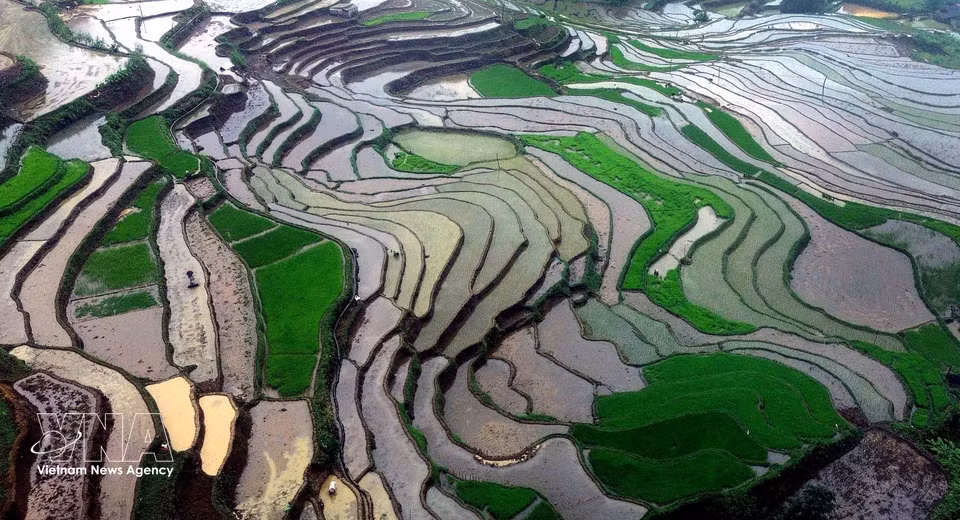 Les rizières en terrasses de la commune de Muong La (Son La) à la saison de la mise en eau. Photo : VNA