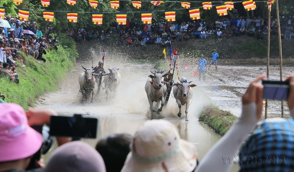 La course de bœufs de Bay Nui (An Giang), tradition liée à la fête Sene Dolta des Khmers, a été reconnue patrimoine culturel immatériel national par le ministère de la Culture, des Sports et du Tourisme en 2016. Photo : VNA