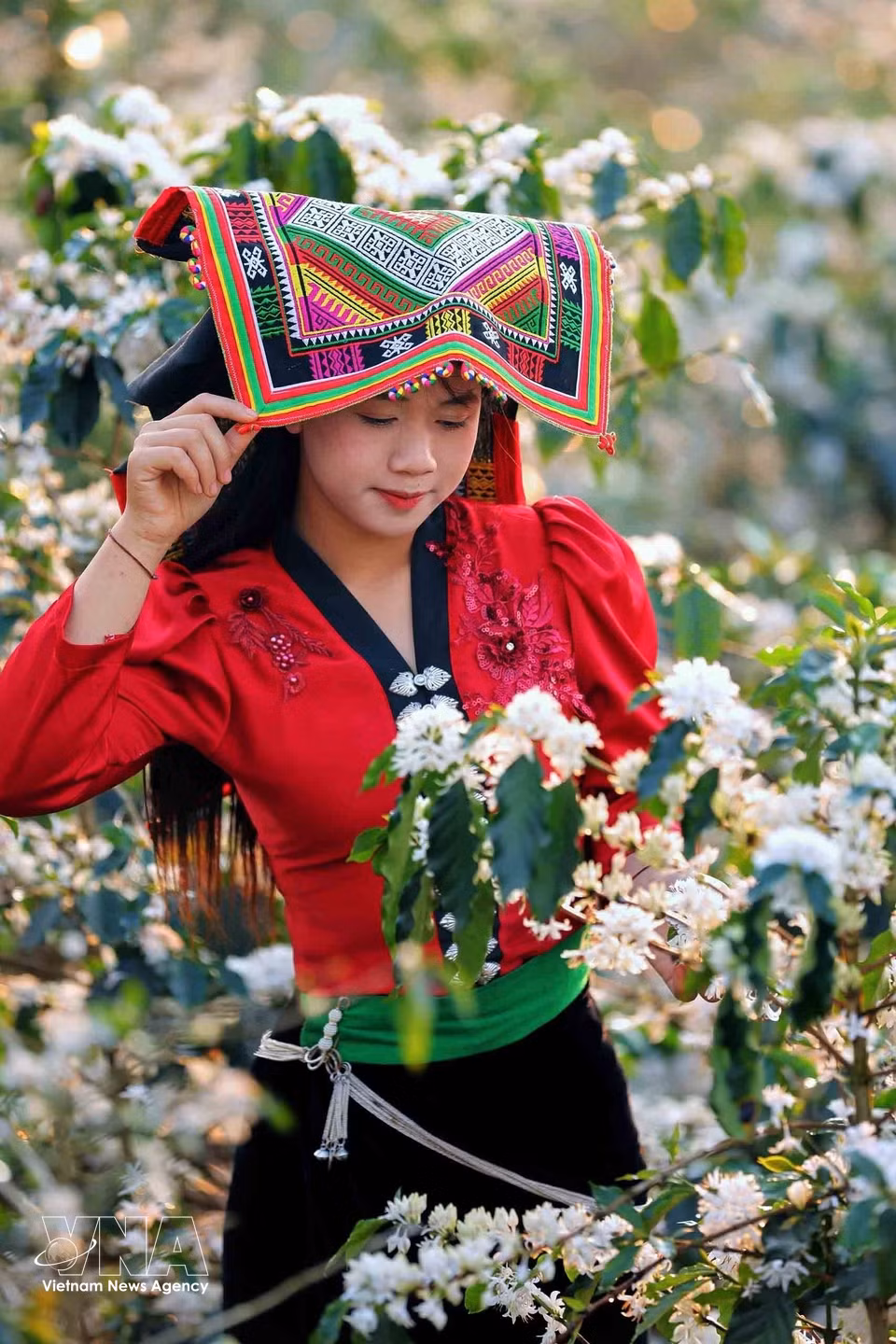 Les fleurs de caféier s'épanouissent sur les collines de Chieng Mai (Son La), créant un cadre romantique qui attire les visiteurs pour des séances de photos et des excursions. Photo : VNA