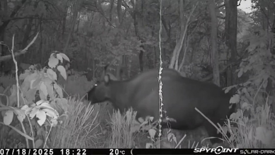 Un gaur capturé par piège photographique. Photo : CCD