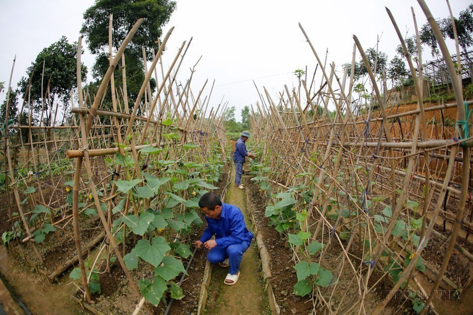 Culture des légumes au centre de désintoxication de la province de Yên Bai. Photo : VNA